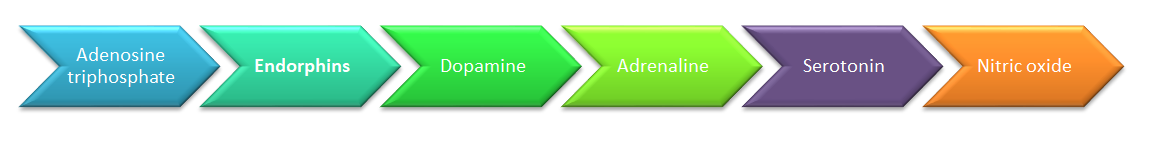 What Are The 3 Chemicals Released During Exercise